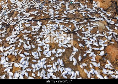 Pile de petits poissons séchés au soleil par des pêcheurs locaux pour faire du poisson salé. Banque D'Images
