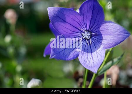 Platycodon grandiflorus. C'est originaire d'Asie du Sud. Cette plante vivace est communément connue sous le nom de fleur de ballon, chellflower chinois, ou platycodon. C'est le cas Banque D'Images