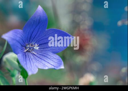 Platycodon grandiflorus. C'est originaire d'Asie du Sud. Cette plante vivace est communément connue sous le nom de fleur de ballon, chellflower chinois, ou platycodon. C'est le cas Banque D'Images