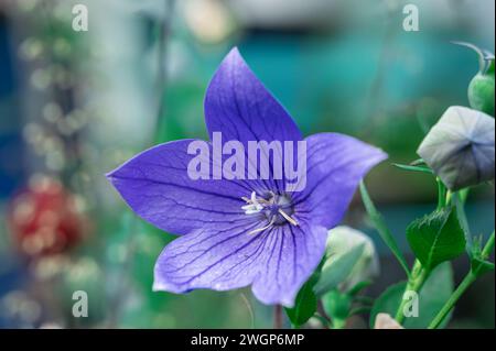 Platycodon grandiflorus. C'est originaire d'Asie du Sud. Cette plante vivace est communément connue sous le nom de fleur de ballon, chellflower chinois, ou platycodon. C'est le cas Banque D'Images