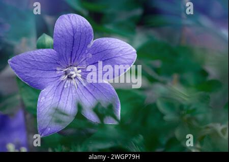 Platycodon grandiflorus. C'est originaire d'Asie du Sud. Cette plante vivace est communément connue sous le nom de fleur de ballon, chellflower chinois, ou platycodon. C'est le cas Banque D'Images