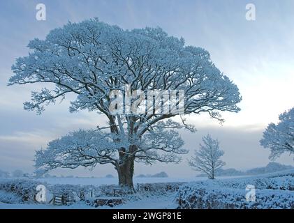 Aube brumeuse, tôt le matin après de fortes chutes de neige pendant la nuit, vieux chêne couvert de neige dans la haie, terres agricoles dans la Cumbria rurale, hiver, Angleterre, Royaume-Uni Banque D'Images