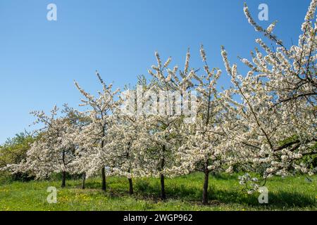 Cerisiers en fleurs dans le village Ockstadt, une partie de la ville Friedberg, Hesse, Allemagne, Europe Banque D'Images