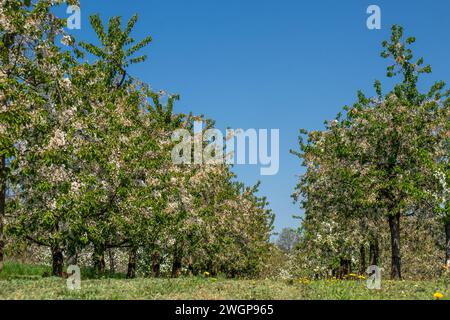 Cerisiers en fleurs dans le village Ockstadt, une partie de la ville Friedberg, Hesse, Allemagne, Europe Banque D'Images