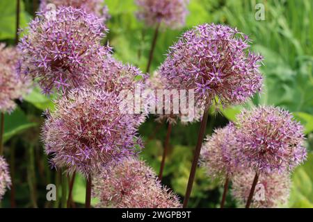 Grandes têtes de fleurs et têtes de graines allium violettes Banque D'Images