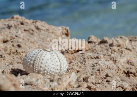 Squelette blanc blanchi par le soleil d'un oursin. Banque D'Images