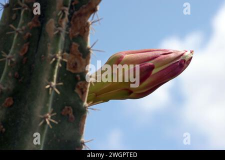 Cactus de pomme péruvien ou cactus de haie ou cereus hildmannianus en fleurs rapprochées sur la côte méditerranéenne de Césarée, Israël Banque D'Images