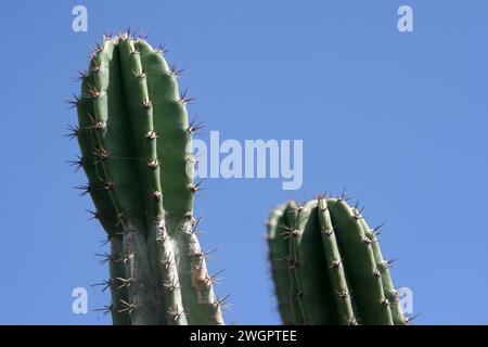 Cactus de pomme péruvien ou cactus de haie ou cereus hildmannianus gros plan sur la côte méditerranéenne de Césarée, Israël Banque D'Images