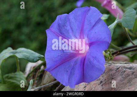 Les plantes de gloire du matin produisent des fleurs attrayantes en forme d'entonnoir de différentes nuances, le jardin du monastère bénédictin de Sion à Jérusalem, Israël Banque D'Images