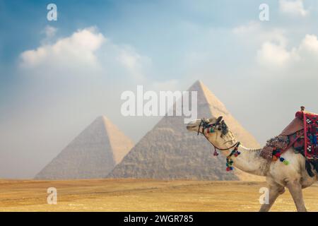 Chameau dans les anciennes pyramides égyptiennes de Khéops (ou Kheops ou Khufu) et Khafre (ou Chephren) à Gizeh près du Caire, Egypte Banque D'Images