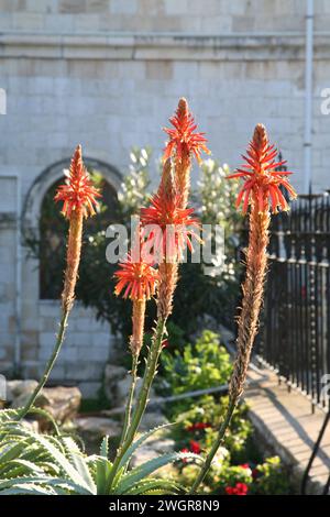 Belle fleur d'aloe vera rouge fleurissant sur le mont Tabor (Har Tavor), Israël Banque D'Images