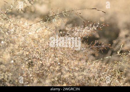 Herbe bokeh floue défocalisée dans la lumière du matin. Herbe avec gouttes de rosée à l'aube, léger flou et mise au point sélective Banque D'Images