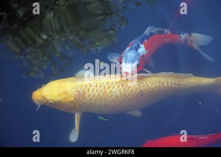 Carpe japonaise poisson dans la piscine devant l'église de la multiplication des pains et des poissons, mer de Galilée, Tabgha, Israël Banque D'Images