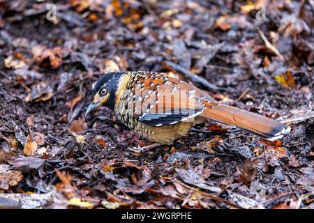 Une ruse tachetée, Ianthocincla ocellata, se nourrissant de feuilles mortes. Endémique au Bhoutan, en Chine, en Inde, au Myanmar et au Népal. Son habitat naturel i Banque D'Images