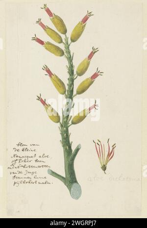 Aloe dichotoma Masson (Quiver tree ou Kokerboom), 1777 - 1786 dessin Aloe dichotoma Masson ; Fleur du petit Namaquas Aloe, également appelé 'tube tree'. Les Khoikhoi font des flèches remorqueurs des jeunes tribus. papier. encre. crayon. craie. aquarelle (peinture) stylo / pinceaux plantes ; végétation Banque D'Images