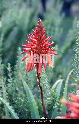 Belle fleur d'aloe vera rouge fleurissant sur le mont Tabor (Har Tavor), Israël Banque D'Images
