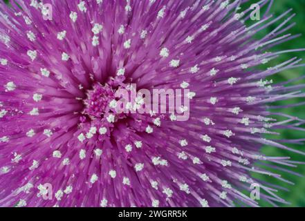 Chardon mélancolique (Cirsium helenioides) gros plan d'une seule tête de fleur de plante poussant dans le saumon, en bordure de route, Lochaber, Écosse, juin 1989 Banque D'Images