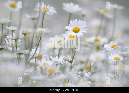 Marguerites Ox-Eye (Leucanthemum vulgare) masse de fleurs photographiées avec un objectif long pour comprimer la perspective et créer des zones floues. Banque D'Images