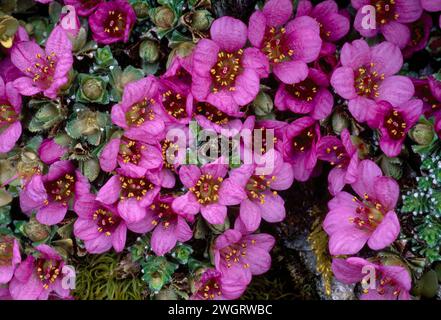 Saxifrage pourpre (Saxifraga oppositifolia) poussant sur un affleurement rocheux par ruisseau, Ben Lawers, réserve naturelle nationale, Tayside, Écosse, février 2002 Banque D'Images