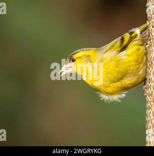 Oiseau siskin mâle brillant et coloré mangeant d'un chargeur de graines de tournesol dans la forêt Banque D'Images