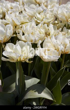 Tulip Exotic Emperor blanc fleurs texture fond dans la lumière du soleil de printemps Banque D'Images