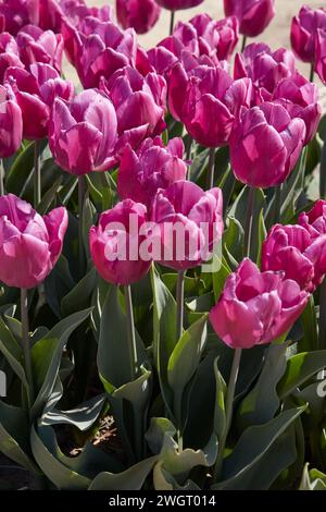 Tulip Purple Prince fleurit au soleil printanier Banque D'Images