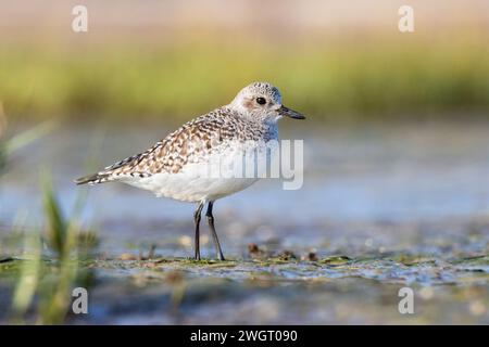 Pluvier gris, pluvialis squatarola, Grado, Italie Banque D'Images