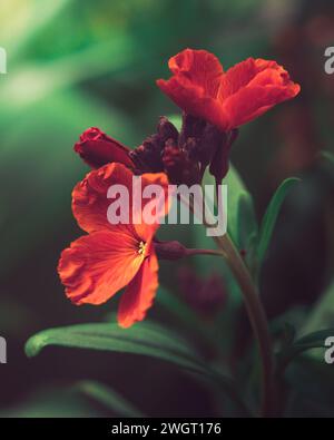 Wallflower, également connu sous le nom de coeur saignant ou guerrier sanglant, est l'un des types de troupeau de plantes. Banque D'Images