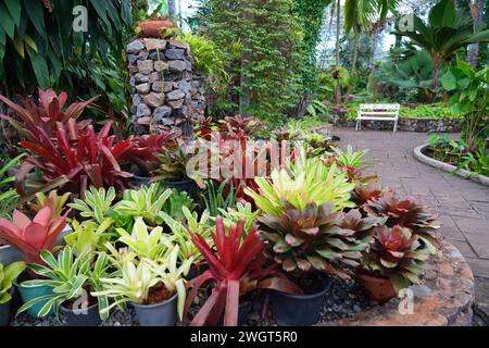 Bromelia plante multicolore avec des feuilles colorées. Champ de plantes plantées. Serre de nature tropicale, jardin botanique Banque D'Images