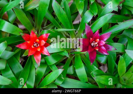 Bromelia plante multicolore avec des feuilles colorées. Champ de plantes plantées texture fond naturel Banque D'Images