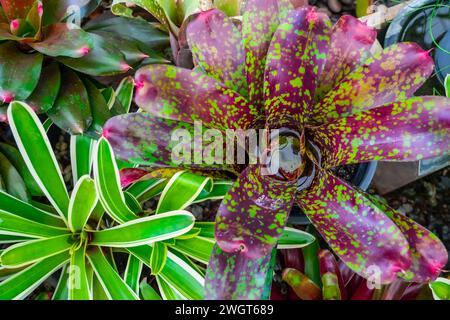 Bromelia plante multicolore avec des feuilles colorées. Champ de plantes plantées texture fond naturel Banque D'Images