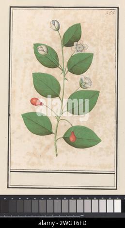 Mirtefamilie (Myrtaceae), Anselmus Boëtius de Boodt, 1596 - 1610 dessin Mirte (probablement). Plante inconnue avec des fleurs blanches et des baies en forme de poire rouge. Numéroté en haut à droite : 258. Partie du troisième album avec des dessins de fleurs et de plantes. Dixième de douze albums avec des dessins d'animaux, d'oiseaux et de plantes connus vers 1600, réalisé sur commande de l'empereur Rudolf Ier Avec explication en néerlandais, latin et français. Dessinateur : Praagdraughtsman : papier de Delft. aquarelle (peinture). peinture de pont. craie. brosse à encre / stylo plantes et herbes : myrte Banque D'Images