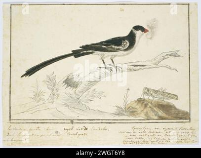 Vidua macroura (whydah à queue épinglée) et criquet acridien, 1778 dessin étude d'oiseaux : Dominicanerwida (Vidua Macroura) et une sauterelle, du Camdebo ; à l'échelle. papier. encre. aquarelle (peinture). crayon. craie stylo / pinceau insectes : herbe-trémie Banque D'Images