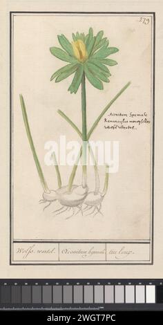 Winterakoniet (Eranthis hyemalis) Anselm Bootius de Boodt, 1596 - 1610 dessin aconite d'hiver. Numéroté en haut à droite : 279. Avec le nom en latin et néerlandais. Partie du troisième album avec des dessins de fleurs et de plantes. Dixième de douze albums avec des dessins d'animaux, d'oiseaux et de plantes connus vers 1600, réalisé sur commande de l'empereur Rudolf Ier Avec explication en néerlandais, latin et français. Dessinateur : Praagdraughtsman : papier de Delft. aquarelle (peinture). peinture de pont. craie. brosse à encre / fleurs de stylo : aconite d'hiver Banque D'Images