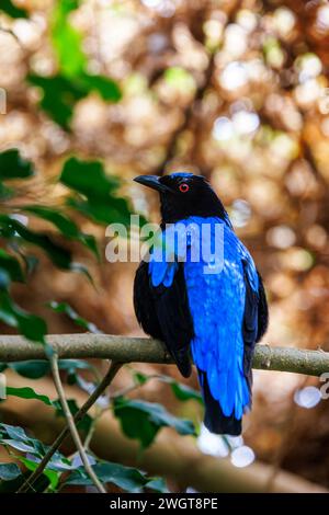 Un oiseau bleu-fée asiatique, Irena puella, perché sur une branche. Vue de profil avec arrière-plan bokeh chaud. Trouvé dans les forêts à travers l'Asie tropicale du sud, I Banque D'Images
