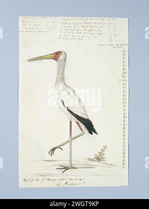 Mycteria ibis (cigogne à bec jaune), 1778 dessin étude d'oiseaux : Nimmerzat (Mycteria ibis) ; avec échelle à Rijnlandse Maat. Gordon a vu cet oiseau sur la rivière Gamkari. papier. peinture de pont. encre. crayon. craie. aquarelle (peinture) stylo / pinceau Banque D'Images