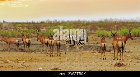 Un zèbre au milieu d'un petit troupeau de Red Hartebeest, avec un fond de brousse naturel à Etosha Banque D'Images