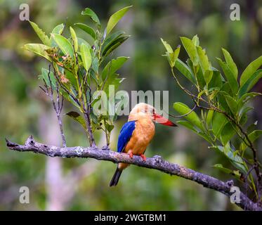 Kingfisher à bec de cigogne (Pelargopsis capensis) du parc national de Tanjong Puting, Kalimantan, Borneop, Indonésie. Banque D'Images