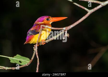 kingfisher nain à dos roux (Ceyx rufidorsa) du parc national de Tanjung Puting, Kalimantan, Bornéo, Indonésie. Banque D'Images