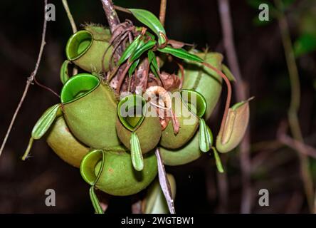 Grappe de pichets de la plante de pichets Nepenthes sp. (Probablement N. ampullaria) poussant dans Tanjung Puting NP, Kalimantan, Bornéo, Indonésie. Banque D'Images