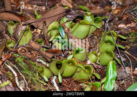 Grappe de pichets moulus de la plante de pichets Nepenthes sp. (Probablement N. ampullaria) poussant dans Tanjung Puting NP, Kalimantan, Bornéo, Indonésie. Banque D'Images