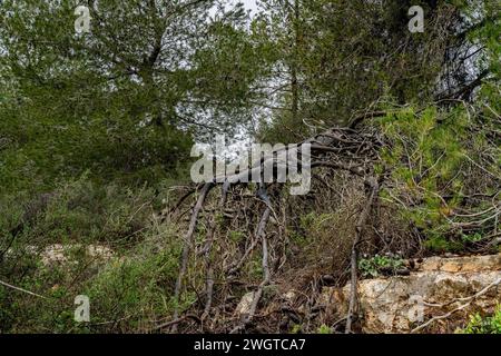 Un arbre brûlé tombé dans une forêt de pins dans les montagnes de Judée, Israël. Banque D'Images