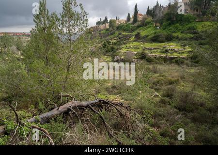 Un arbre brûlé tombé dans une forêt de pins dans les montagnes de Judée près de Jérusalem, Israël. Banque D'Images