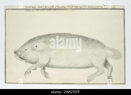 Bathyergus suillus (Cape dune mole-rat), 1777 papier à dessin. encre. aquarelle (peinture). crayon. pinceau à craie / pinceau / stylo Banque D'Images