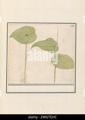 Plante (espèce inconnue), Anselmus Boëtius de Boodt, 1596 - 1610 dessin des feuilles d'une plante inconnue, peut-être d'un nénuphar. Numéroté en haut à droite : 185. Partie du deuxième album avec des dessins de fleurs et de plantes. Neuvième des douze albums avec des dessins d'animaux, d'oiseaux et de plantes connus vers 1600, réalisé sur commande de l'empereur Rudolf Ier Avec explication en néerlandais, latin et français. Dessinateur : Praagdraughtsman : papier de Delft. aquarelle (peinture). peinture de pont. brosse à craie / plume plantes et herbes. fleurs : nénuphar Banque D'Images