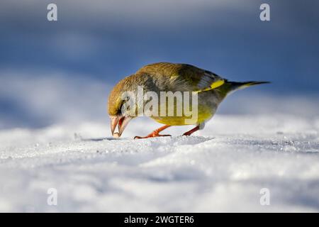 Greenfinch sur la neige en hiver Banque D'Images