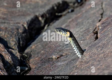 Serpent d'herbe jetant un coup d'œil dans le crevise rocheux Banque D'Images