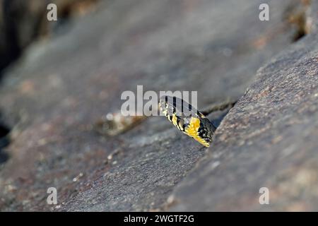 Serpent d'herbe jetant un coup d'œil dans le crevise rocheux Banque D'Images