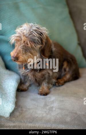 Vieux chien retraité assis sur le canapé relaxant Banque D'Images