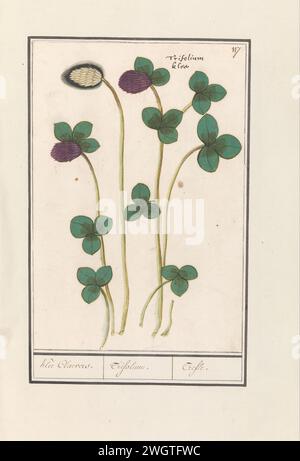 Red Klaver (Trifolium Talken), Anselmus Boëtius de Boodt, 1596 - 1610 dessin trèfle rouge. Numéroté en haut à droite : 117. Avec le nom latin. Partie du deuxième album avec des dessins de fleurs et de plantes. Neuvième des douze albums avec des dessins d'animaux, d'oiseaux et de plantes connus vers 1600, réalisé sur commande de l'empereur Rudolf Ier Avec explication en néerlandais, latin et français. Dessinateur : Praagdraughtsman : papier de Delft. aquarelle (peinture). peinture de pont. pinceau à encre / fleurs de stylo : trèfle Banque D'Images